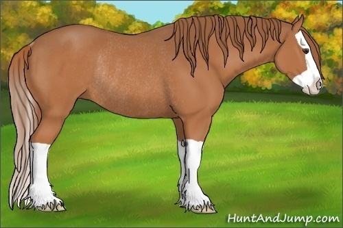 Horse Color:Chestnut Splash Rabicano 