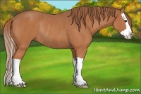 Horse Color:Chestnut Splash Rabicano 