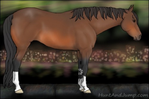 Horse Color:Bay 