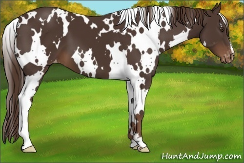 Horse Color:White Spotted Liver Chestnut Appaloosa 