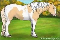 Horse Color:Gold Cream Champagne Tobiano 