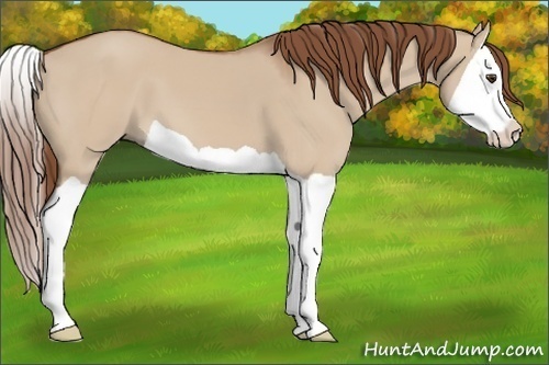Horse Color:Red Dun Splash 