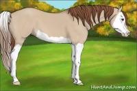 Horse Color:Red Dun Splash 