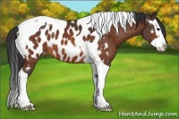 Horse Color:Brown Splash Tobiano Appaloosa 