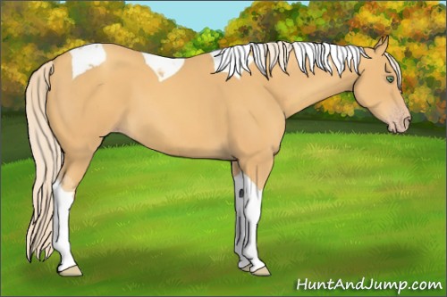 Horse Color:Gold Cream Champagne Tobiano 