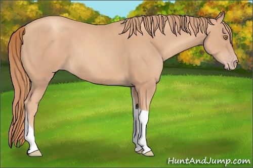 Horse Color:Gold Champagne Tobiano
