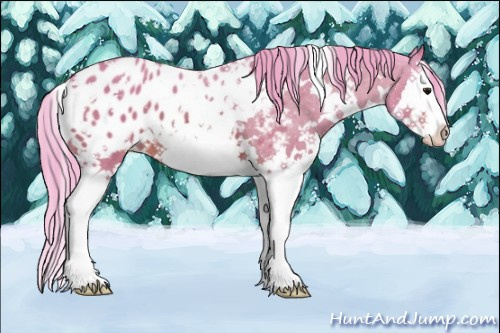 Horse Color:Watercolor White Spotted Bay Splash Appaloosa 