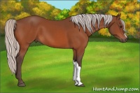 Horse Color:Silver Bay 