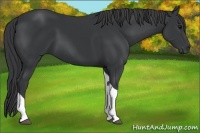 Horse Color:Black Tobiano Rabicano 