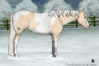 Horse Color:Silver Amber Champagne Dun Tobiano Frame Rabicano 