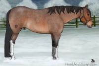 Horse Color:Bay Roan 