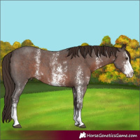 Horse Color:Liver Chestnut Sabino