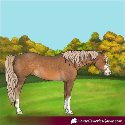 Horse Color:Chocolate Palomino 