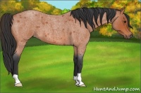 Horse Color:Bay Roan 