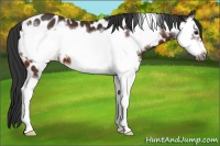 Horse Color:Brown Splash Frame Near Leopard 