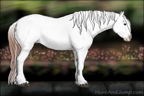Horse Color:Bay Tobiano Appaloosa 