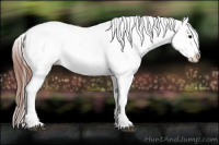 Horse Color:Bay Tobiano Appaloosa 
