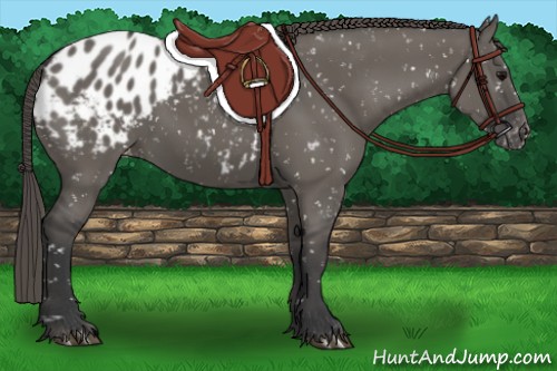 Horse Color:Grullo Appaloosa 