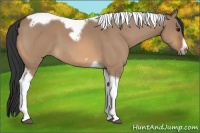 Horse Color:Bay Dun Tobiano Frame 