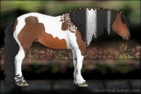 Horse Color:Bay Tobiano 