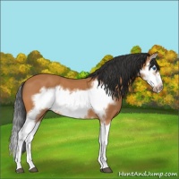 Horse Color:Bay Splash Frame 