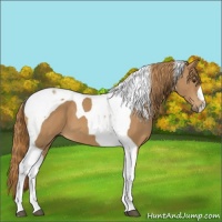Horse Color:Chestnut Tobiano