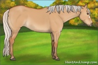 Horse Color:Silver Bay Dun