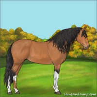 Horse Color:Bay Tobiano 