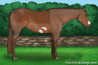 Horse Color:Gray Chestnut Frame