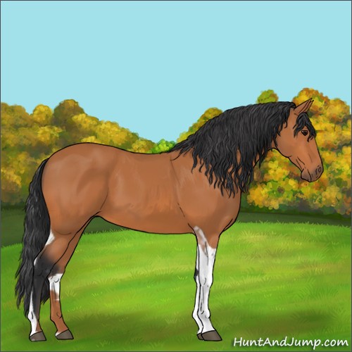 Horse Color:Bay Tobiano 