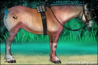 Horse Color:Bay Onyx 