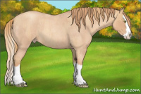 Horse Color:Gold Champagne Roan Splash  and Gold Champagne Roan Splash 