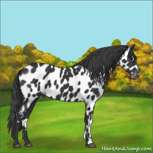 Horse Color:Black Appaloosa 