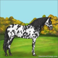 Horse Color:Black Appaloosa 
