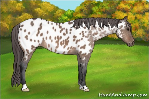 Horse Color:Brown Dun Appaloosa 