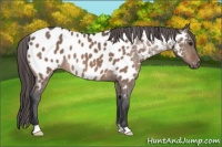 Horse Color:Brown Dun Appaloosa 