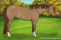 Horse Color:Gray Red Dun Roan 