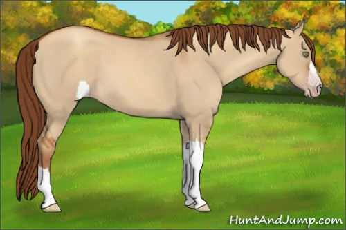 Horse Color:Gray Gold Champagne Dun 