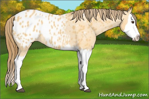 Horse Color:Buckskin Dun Splash Blanket 
