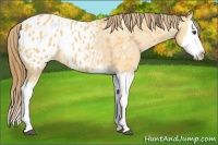 Horse Color:Buckskin Dun Splash Appaloosa 
