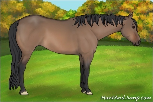 Horse Color:Bay Dun 
