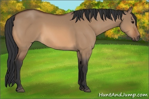 Horse Color:Bay Dun 