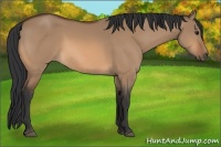 Horse Color:Bay Dun 