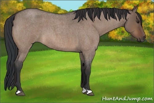 Horse Color:Brown Roan Dun 