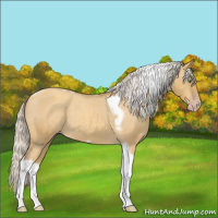 Horse Color:Gray Silver Amber Cream Champagne Roan Dun Splash Tobiano Frame Appaloosa Rabicano 