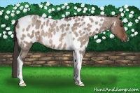Horse Color:Brown Roan Dun Tobiano Appaloosa