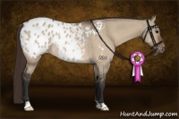 Horse Color:Bay Dun Appaloosa Rabicano 