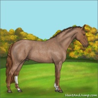 Horse Color:Red Roan 
