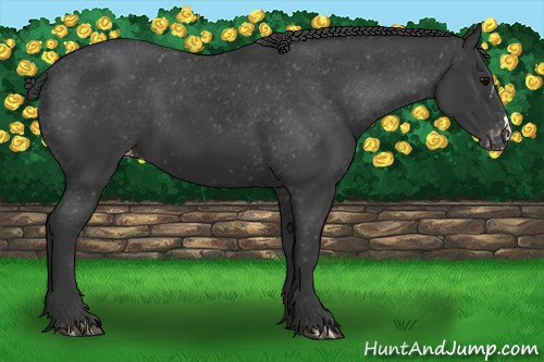 Horse Color:Black Appaloosa 