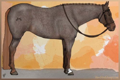 Horse Color:Liver Red Roan 